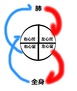 血液循環